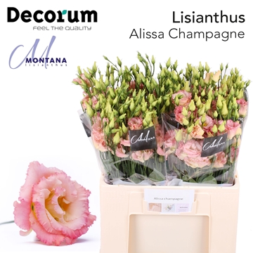 Lisianthus Double Alissa Champagne 60cm