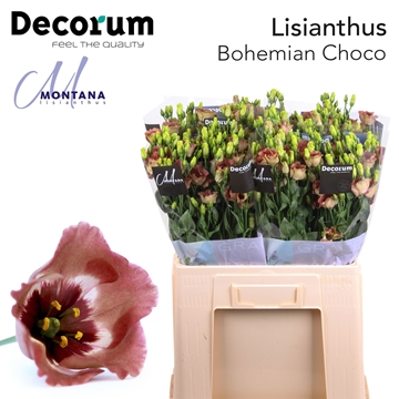 Lisianthus Single Bohemian Choco 60cm