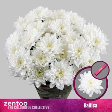 Chrys Spray Baltica 100gram
