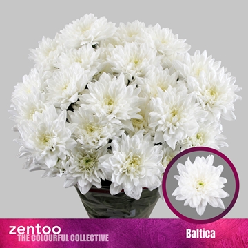 Chrys Spray Baltica 100gram