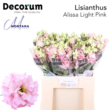 Lisianthus Double Alissa Light Pink 60cm