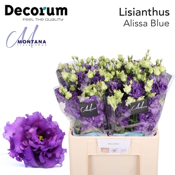 Lisianthus Double Alissa Blue 60cm