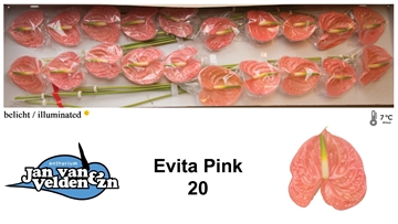 Anthurium Evita Pink 9Ø