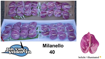 Anthurium Milanello 11Ø