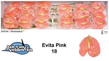 Anthurium Evita Pink 13Ø