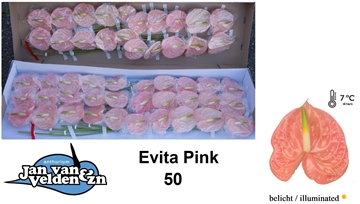 Anthurium Evita Pink 9Ø