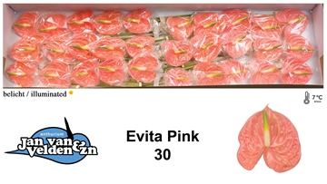 Anthurium Evita Pink 9Ø