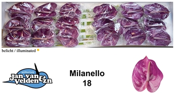 Anthurium Milanello 13Ø