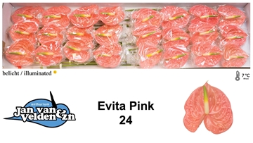 Anthurium Evita Pink 11Ø
