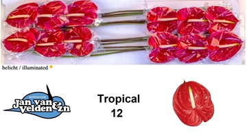 Anthurium Tropical 13Ø