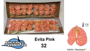 Anthurium Evita Pink 11Ø