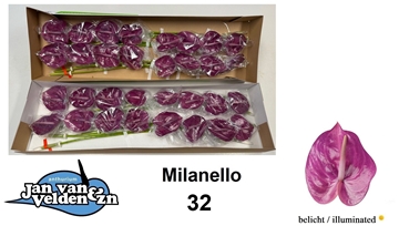 Anthurium Milanello 11Ø