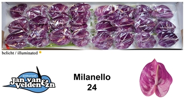 Anthurium Milanello 11Ø