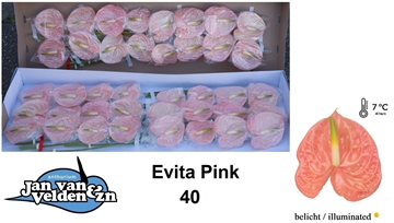 Anthurium Evita Pink 11Ø