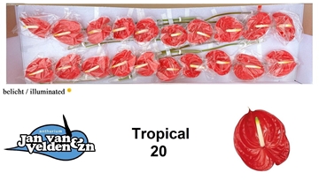 Anthurium Tropical 9Ø