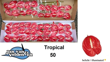 Anthurium Tropical 9Ø