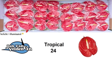 Anthurium Tropical 11Ø