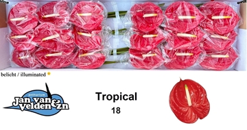 Anthurium Tropical 13Ø