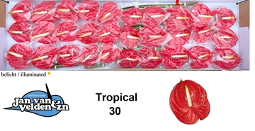 Anthurium Tropical 9Ø