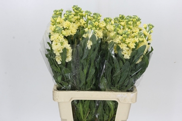 Matth Iron Yellow 70cm