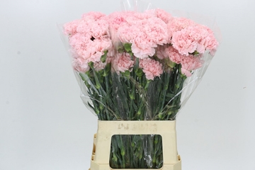 Dianthus St Doncel 70cm
