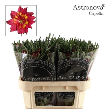 Alstr Astro Capella 70cm 75gram