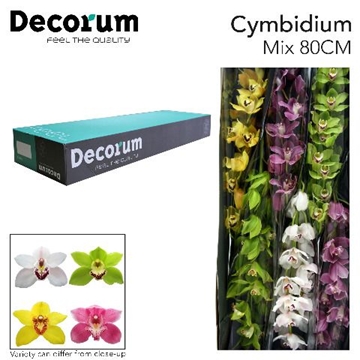 Cymbidium Asst 13bl