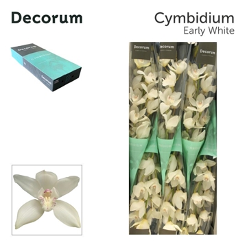 Cymbidium Winterbird Early 80 Cm - 12/15bl
