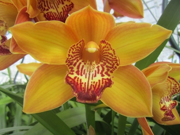Cymbidium Esther 60 Cm - 8/11bl