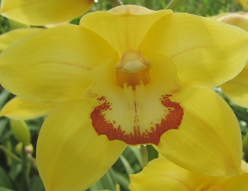 Cymbidium Sungold 60 Cm - 8/11bl