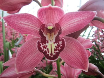 Cymb T Pin-up 80 Cm - 12/15bl