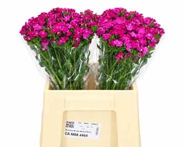 Dianthus Barb Neon Cherry 40cm