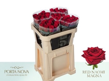 Rosa Hybrida Red Naomi 70cm