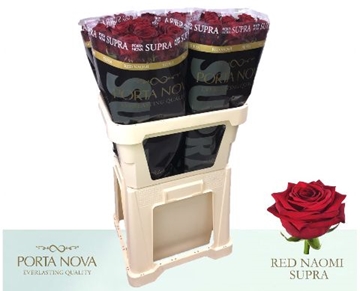 Rosa Hybrida Red Naomi 80cm