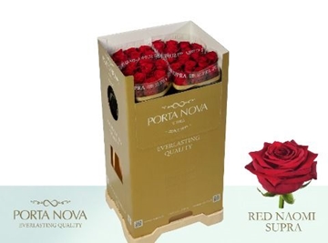 Rosa Hybrida Red Naomi 70cm
