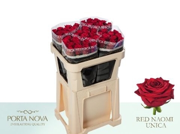 Rosa Hybrida Red Naomi 70cm