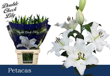 Lilium Ot Petacas 100cm 3/5bl