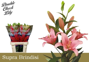 Lilium La Brindisi 90cm 5/7bl