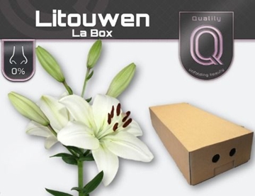 Lilium La Litouwen 100cm 4/5bl