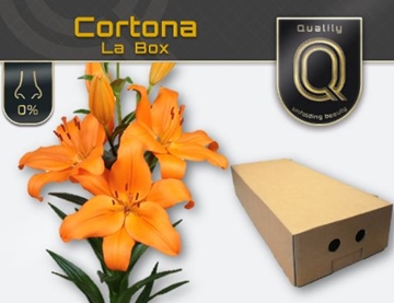 Lilium La Cortona 90cm 5/7bl