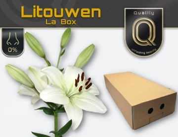 Lilium La Litouwen 100cm 5/7bl
