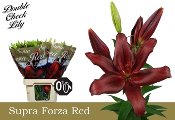 Lilium La Forza Red 90cm 5/7bl