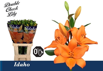 Lilium La Idaho 90cm 4/5bl