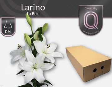 Lilium La Larino 90cm 4/5bl