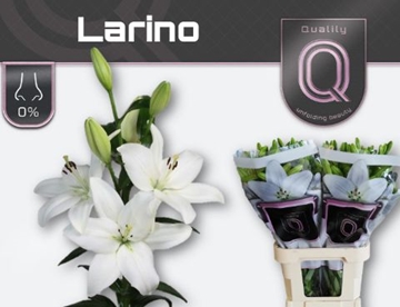 Lilium La Larino 90cm 4/5bl