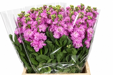 Matth Iron Pink 70cm