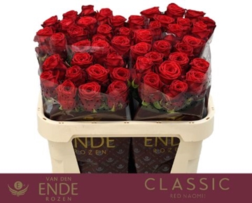 Rosa Hybrida Red Naomi 70cm
