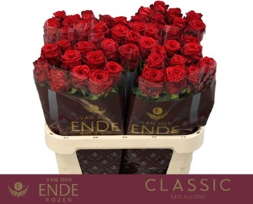 Rosa Hybrida Red Naomi 80cm