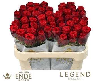 Rosa Hybrida Red Naomi 70cm
