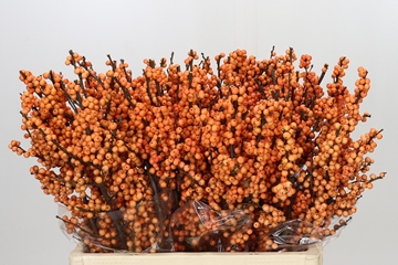 Ilex Winter Gold 60cm